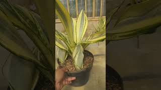 ST Futura Hendrika trade name quotAsahiquot hermansansevieria lidahmertua sansevieria [upl. by Aracat]