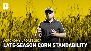 LateSeason Corn Standability  Becks Agronomy Update [upl. by Noiztneb]