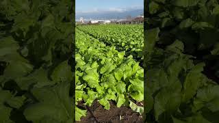 NOZAWANA VEGETABLES shorts vegetables youtubeshorts japan [upl. by Gapin]