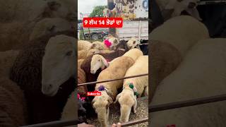 9 ਲੱਖ 14 ਭੇਡਾਂ ਦਾ Goat farming in Punjab best beetal goat in Punjab goat goats beetal [upl. by Mann]