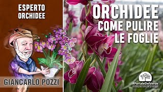 Come pulire le foglie delle orchidee [upl. by Rolyks]