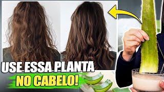 8 RECEITAS SECRETAS que SALVAM qualquer cabelo em 7 dias com BABOSA Aloe Vera [upl. by Yelknirb]