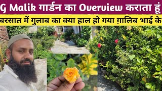 बरसात के दिनों में G Malik गार्डन का पूरा दर्शन करते हैँ🤣G Malik Garden Overview👏Rose Plant Update🌹 [upl. by Mloc]