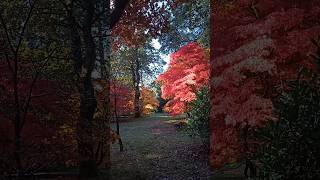 Westonbirt Arboretum [upl. by Ijat]