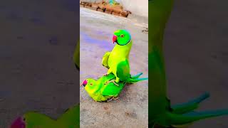 Birds mating video  Parrots are making love  birds love  parrots are in romantic mood [upl. by Luapleahcim]