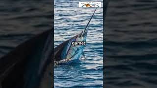 Sailfish Oceans Fastest Predator AnimalFacts OceanLifeWildlifeWonder NatureLoversShocking [upl. by Still374]