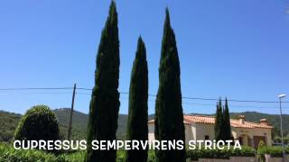 Cupressus sempervirens stricta Garden Center online Costa Brava  Girona [upl. by Maud]