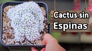 Este Cactus NO tiene ESPINAS parece algodón de azúcar  Mammillaria Bocasana Splendens [upl. by Ehctav]