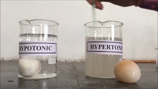 Osmosis  Process Demonstration in Egg  हिंदी में  उच्च सांद्रता एवं निम्न सांद्रता का प्रभाव [upl. by Eilliw]