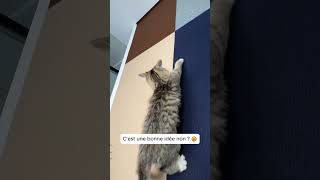 Une solution efficace pour protéger des griffures de chat sur vos meubles [upl. by Adnohr]