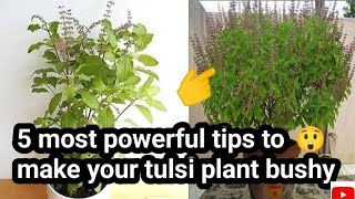 How to make tulsi plant healthy and bushy with these 5 powerful tips😲 🌱Tulsi plant growth and care [upl. by Valdes]