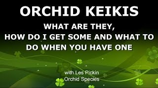 ORCHID KEIKIS  WHAT ARE THEY HOW TO GET ONE AND WHAT TO DO WITH IT [upl. by Yeblehs]