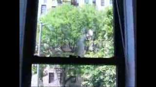 3201 Grand Concourse Apt 2F Bronx NY COOP FOR SALE [upl. by Malissa799]