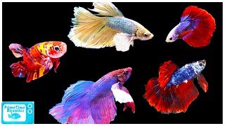 Betta Fish Care Guide Everything You Need to Know [upl. by Ahsiatal]