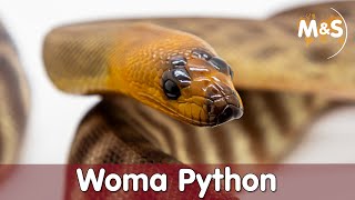 Woma Python  Aspidites ramsey [upl. by Rudin856]