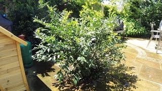 Pruning  Sarcoccoca Confusa Christmas Box  at the wrong time of year  superfast teaser [upl. by Puto268]