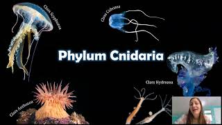 Phylum Cnidaria The Things that Sting [upl. by Ettenil29]