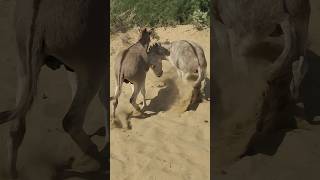 Big donkey animals shortsfeed pets youtubeshorts [upl. by Tnecnev]