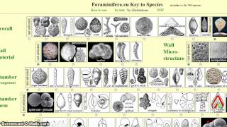 Foraminiferaeu Key to Species [upl. by Kissel]