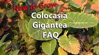 How to Grow a Colocasia Gigantea with Frequently Asked Questions About This Amazing Tropical Plant [upl. by Woodford364]