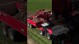 Beet Harvest vervaet masseyferguson harvest shorts sugarbeet farming drone tractor new [upl. by Isadora]