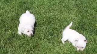 Westie Puppies For Sale [upl. by Yrailih947]