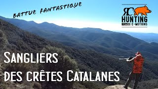 Sangliers des crêtes Catalanes  Fantastique chasse aux sangliers en battue  traque et poste [upl. by Carlene]