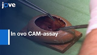 In ovo CAMassay as a Xenograft Model for Sarcoma  Protocol Preview [upl. by Lyall]