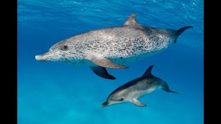 the Atlantic spotted dolphin [upl. by Juline]