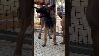 Belgian malinois pups K9 School India   Belgium malinois puppy belgianmalinois doglover dog [upl. by Ahseuqram]