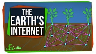 The Earths Internet How Fungi Help Plants Communicate [upl. by Mommy]