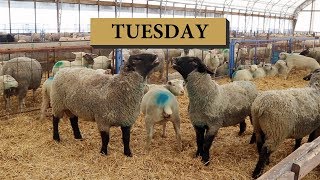 Five Days of Sheep Farming TUESDAY Vlog 118 [upl. by Cavit]