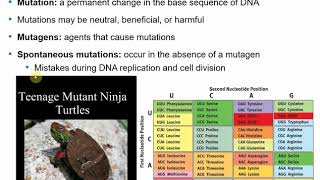 2117 Chapter 8 Part B  Microbial Genetics [upl. by Fisoi]