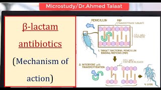 Antibiotics 1 Basics  Mechanism of action of βlactam antibiotics المضادات الحيوية [upl. by Ronda732]