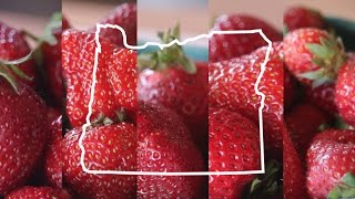 5 types of Oregongrown strawberries Taste Test [upl. by Candice]