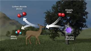 The Carbon Cycle  A Level Biology [upl. by Cazzie]