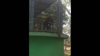 Videos Chistosos de Chimpancés  Videos Cómicos de Animales  Videos De RISAS 2016 [upl. by Meaghan722]