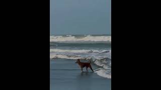 Coxs Bazar sea beach coxbazar tiktok viralvideo [upl. by Daus]