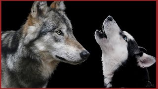 Wolf Howling Sounds To Make Your Dog Howl [upl. by Amersham765]