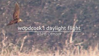 Eurasian woodcock  daylight flight  RSPB Otmoor [upl. by Aelyk]