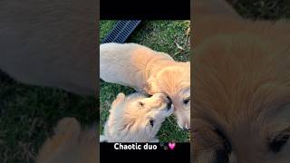 Just another day in the life of pups 😭 puppy goldenretriever cute puppyspot bestpuppy [upl. by Mullac]