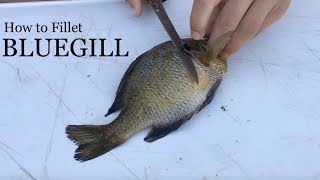 How to Fillet a Bluegill  Simple Instructions with Demonstration [upl. by Bergeman]