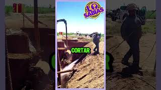 EXCAVACIONES CON AGUA noticias datodeldia sabiasque hoy datosparahoy noticuriosidades [upl. by Notyrb]