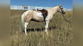 “Beau” 2021 Chincoteague Pony [upl. by Acimat]