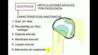 Clasificación de articulaciones [upl. by Etienne]