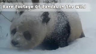 Rare Footage Of Pandas In The Wild  iPanda [upl. by Nuawad]