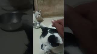 Mad Tom 🤬 viralvideo procatlover cat shortsfeed catmemes catphotos cute [upl. by Hubing289]