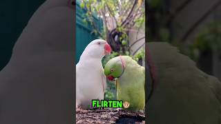 Du wirst nicht glauben wie dieser Papagei flirtet 🦜💘 [upl. by Eresed894]