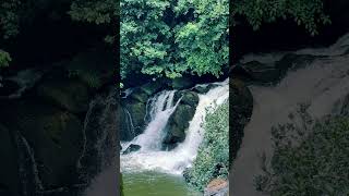 Abbi FallsSakaleshpur Karnataka waterfall youtubeshorts malnad sakaleshpur sakaleshpurresort [upl. by Sivraj]