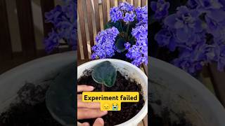 Growing African violet plant from leaf 🍀shorts shortvideo ytshorts youtubeshorts ytshortsindia [upl. by Grosberg]